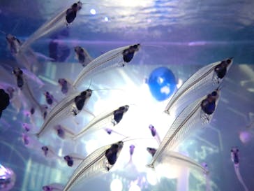 UWSアクアリウム　UNDER WATER SPACEに投稿された画像（2022/12/19）