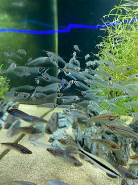 カワスイ 川崎⽔族館に投稿された画像（2022/12/19）