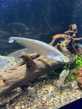 カワスイ 川崎⽔族館に投稿された画像（2022/12/19）