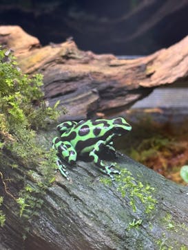 体感型カエル館KawaZooに投稿された画像（2022/12/19）