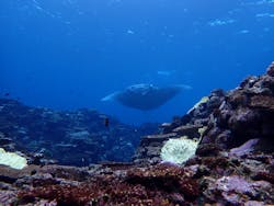 南ぬ島DIVESITEに投稿された画像（2022/12/19）