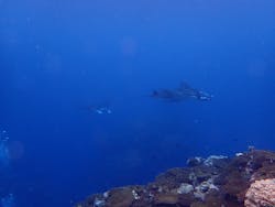 南ぬ島DIVESITEに投稿された画像（2022/12/19）