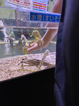 ゼロ距離水族館 伊勢シーパラダイスに投稿された画像（2022/12/19）