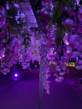 東京メガイルミに投稿された画像（2022/12/19）