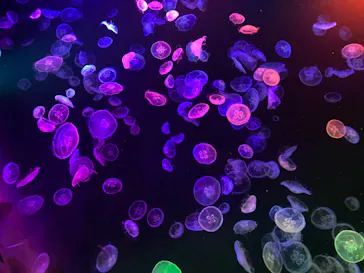 すみだ水族館に投稿された画像（2022/12/19）