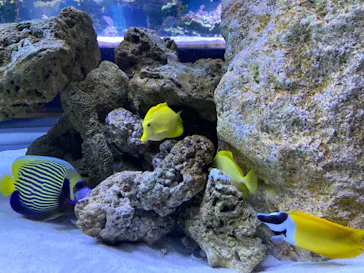 すみだ水族館に投稿された画像（2022/12/19）