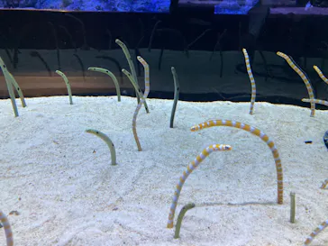 すみだ水族館に投稿された画像（2022/12/19）