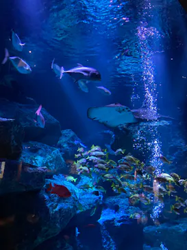 すみだ水族館に投稿された画像（2022/12/19）