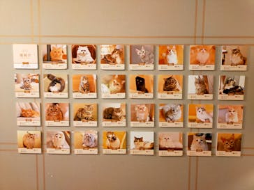 猫カフェモカ　新宿店に投稿された画像（2022/12/19）