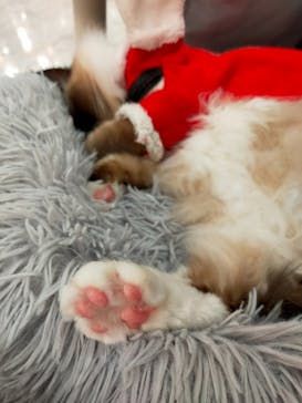 猫カフェモカ　町田ジョルナ店に投稿された画像（2022/12/19）