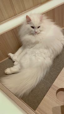 猫カフェモカ　イオンモール幕張新都心店に投稿された画像（2022/12/20）