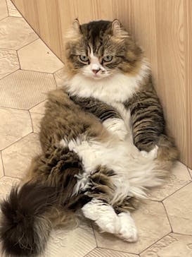 猫カフェモカ　イオンモール幕張新都心店に投稿された画像（2022/12/20）