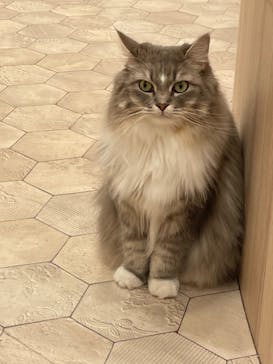 猫カフェモカ　イオンモール幕張新都心店に投稿された画像（2022/12/20）