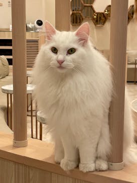 猫カフェモカ　イオンモール幕張新都心店に投稿された画像（2022/12/20）