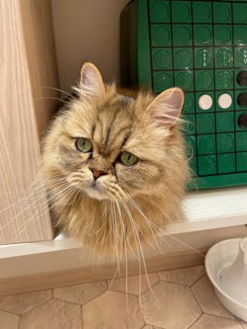 猫カフェモカ　イオンモール幕張新都心店に投稿された画像（2022/12/20）