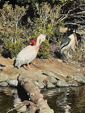 神戸どうぶつ王国に投稿された画像（2022/12/20）