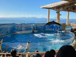 新江ノ島水族館に投稿された画像（2022/12/20）