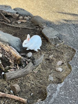 伊豆アニマルキングダムに投稿された画像（2022/12/20）