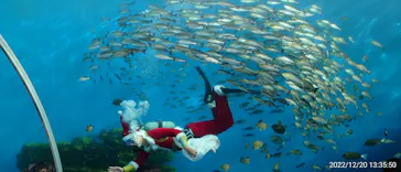 横浜・八景島シーパラダイスに投稿された画像（2022/12/20）