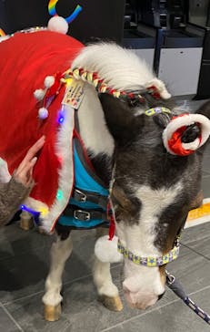 東京メガイルミに投稿された画像（2022/12/20）