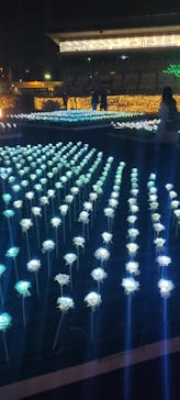 東京メガイルミに投稿された画像（2022/12/14）