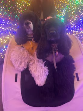 伊豆ぐらんぱる公園に投稿された画像（2022/12/20）