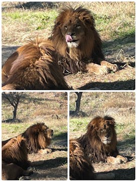 群馬サファリパークに投稿された画像（2022/12/20）