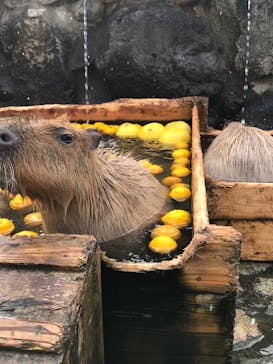 那須どうぶつ王国に投稿された画像（2022/12/20）