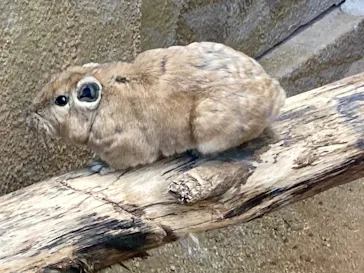 神戸どうぶつ王国に投稿された画像（2022/12/20）