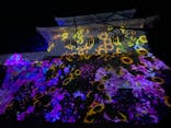 福山城400年博-FUKUYAMA CASTLE EXPO 2022- RCC開局70年 「チームラボ 福山城 光の祭」に投稿された画像（2022/12/21）