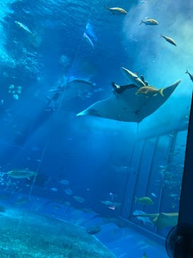 沖縄美ら海水族館に投稿された画像（2022/12/21）