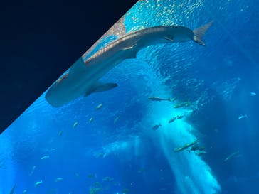 沖縄美ら海水族館に投稿された画像（2022/12/21）