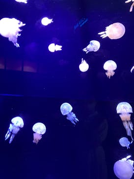 沖縄美ら海水族館に投稿された画像（2022/12/21）