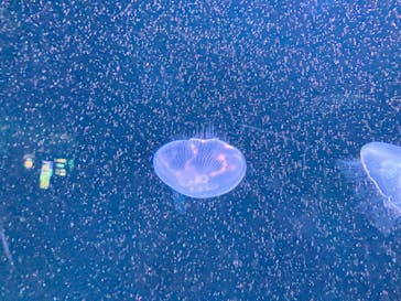 サンシャイン水族館に投稿された画像（2022/12/21）