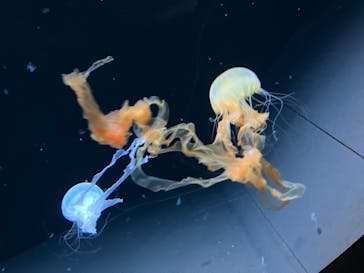 サンシャイン水族館に投稿された画像（2022/12/21）