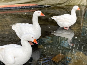 富士花鳥園に投稿された画像（2022/12/21）