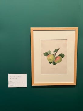 おいしいボタニカル・アート　食を彩る植物のものがたり(SOMPO美術館)に投稿された画像（2022/12/21）