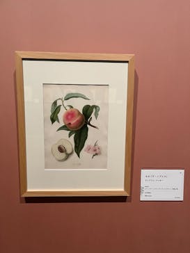 おいしいボタニカル・アート　食を彩る植物のものがたり(SOMPO美術館)に投稿された画像（2022/12/21）