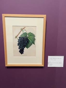 おいしいボタニカル・アート　食を彩る植物のものがたり(SOMPO美術館)に投稿された画像（2022/12/21）