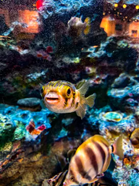 しながわ水族館に投稿された画像（2022/12/22）