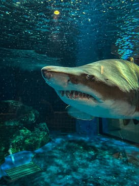 しながわ水族館に投稿された画像（2022/12/22）