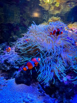 しながわ水族館に投稿された画像（2022/12/22）