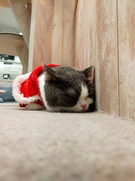 猫カフェモカ　町田ジョルナ店に投稿された画像（2022/12/22）