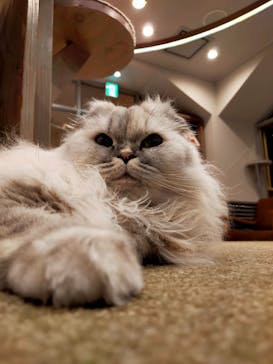 猫カフェモカ　渋谷公園通り店に投稿された画像（2022/12/22）