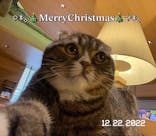 猫カフェモカ　新宿店に投稿された画像（2022/12/22）