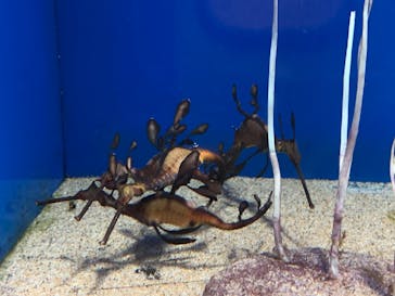 サンシャイン水族館に投稿された画像（2022/12/22）