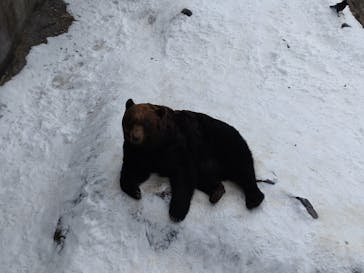 のぼりべつクマ牧場に投稿された画像（2022/12/22）