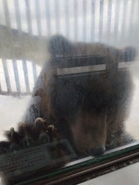 のぼりべつクマ牧場に投稿された画像（2022/12/22）