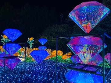 伊豆ぐらんぱる公園に投稿された画像（2022/12/22）