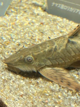 カワスイ 川崎⽔族館に投稿された画像（2022/12/23）